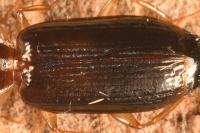 Dromius meridionalis