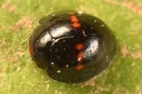 Chilocorus bipustulatus