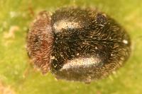 Rhyzobius lophanthae