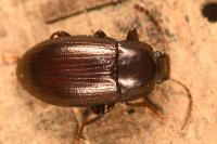 Nalassus laevioctostriatus