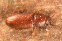 Palorus depressus