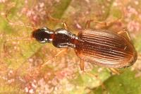 Oxypselaphus obscurus