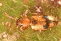 Psammoecus bipunctatus