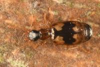 Calodromius bifasciatus