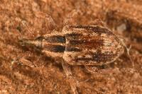 Hypera venusta