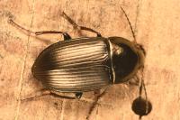 Amara ovata