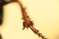 Amara ovata