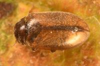 Contacyphon laevipennis