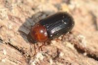 Neomida haemorrhoidalis