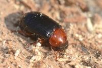 Neomida haemorrhoidalis