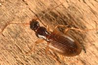 Oxypselaphus obscurus