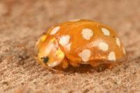 Halyzia sedecimguttata