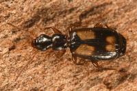 Calodromius spilotus