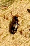 Dromius quadrimaculatus