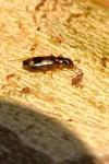 Dromius quadrimaculatus