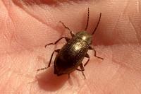 Stenomax aeneus