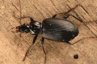 Platynus assimilis
