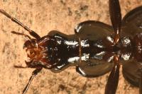 Platynus assimilis