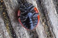 Coccinella septempunctata
