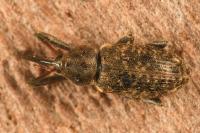 Dorytomus longimanus