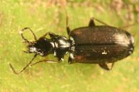 Syntomus obscuroguttatus