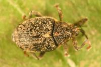 Ceutorhynchus pallidactylus