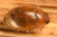 Rhyzobius litura