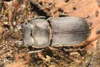 Dorcus parallelipipedus