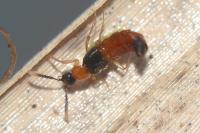 Zyras collaris