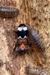 Thanasimus formicarius