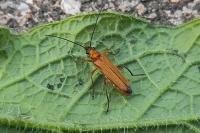 Oedemera podagrariae