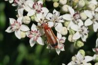 Rhagonycha fulva