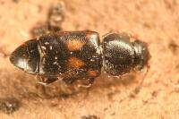 Carpophilus sexpustulatus