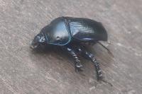 Anoplotrupes stercorosus