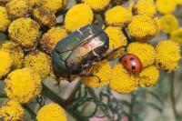 Cetonia aurata