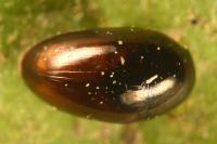 Olibrus affinis