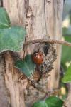 Coccinella