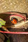 Coccinella