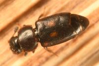 Carpophilus sexpustulatus