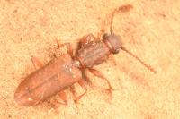Silvanus bidentatus