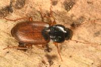 Parophonus mendax