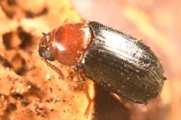 Neomida haemorrhoidalis