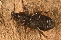 Phloeophagus lignarius