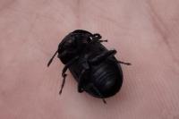 Silpha tristis