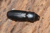 Tenebroides fuscus