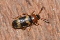 Mycetophagus fulvicollis