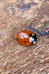Coccinella septempunctata
