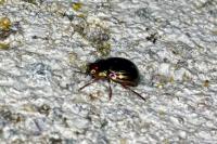 Chrysolina americana