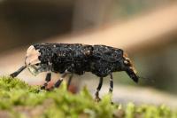 Platyrhinus resinosus