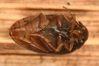 Nycteus meridionalis
